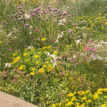 Verhogen groendaken de biodiversiteit?